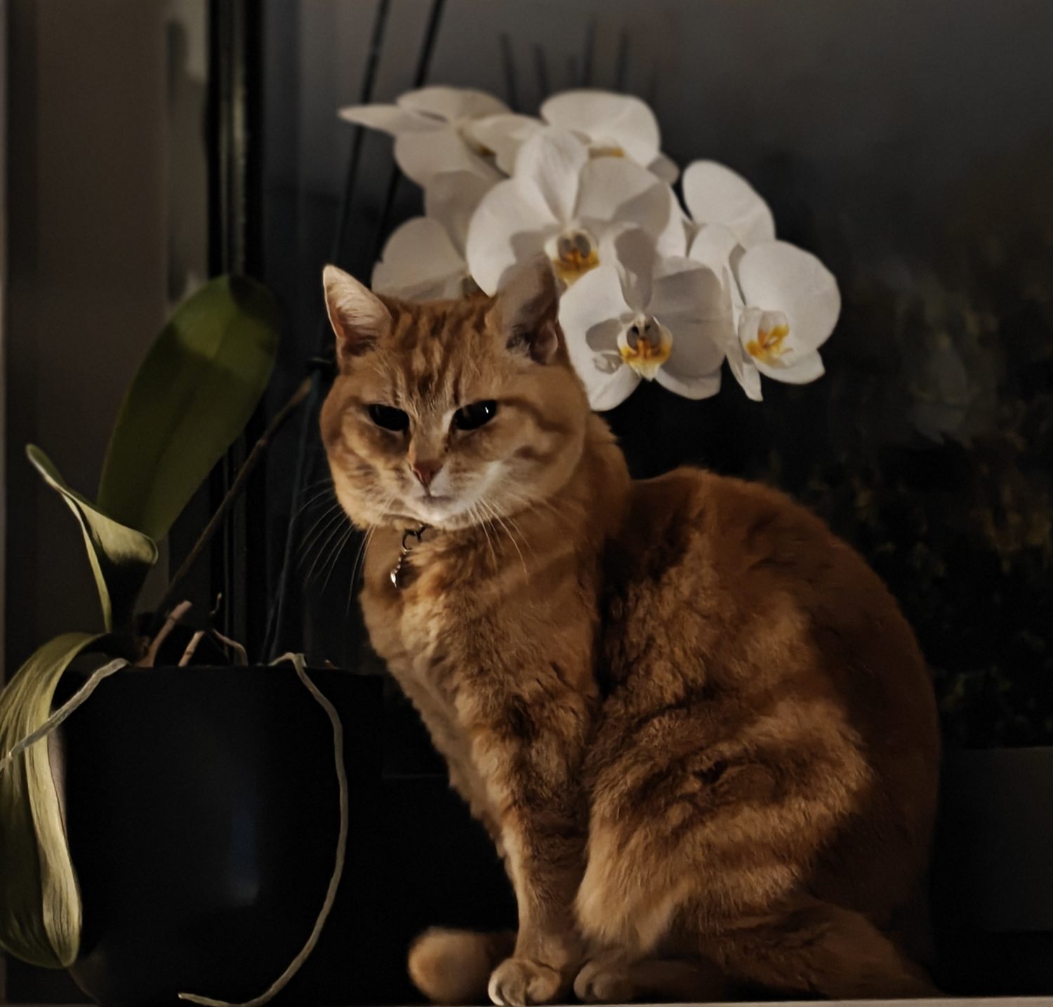Een rode kat zit rustig voor een witte orchidee
